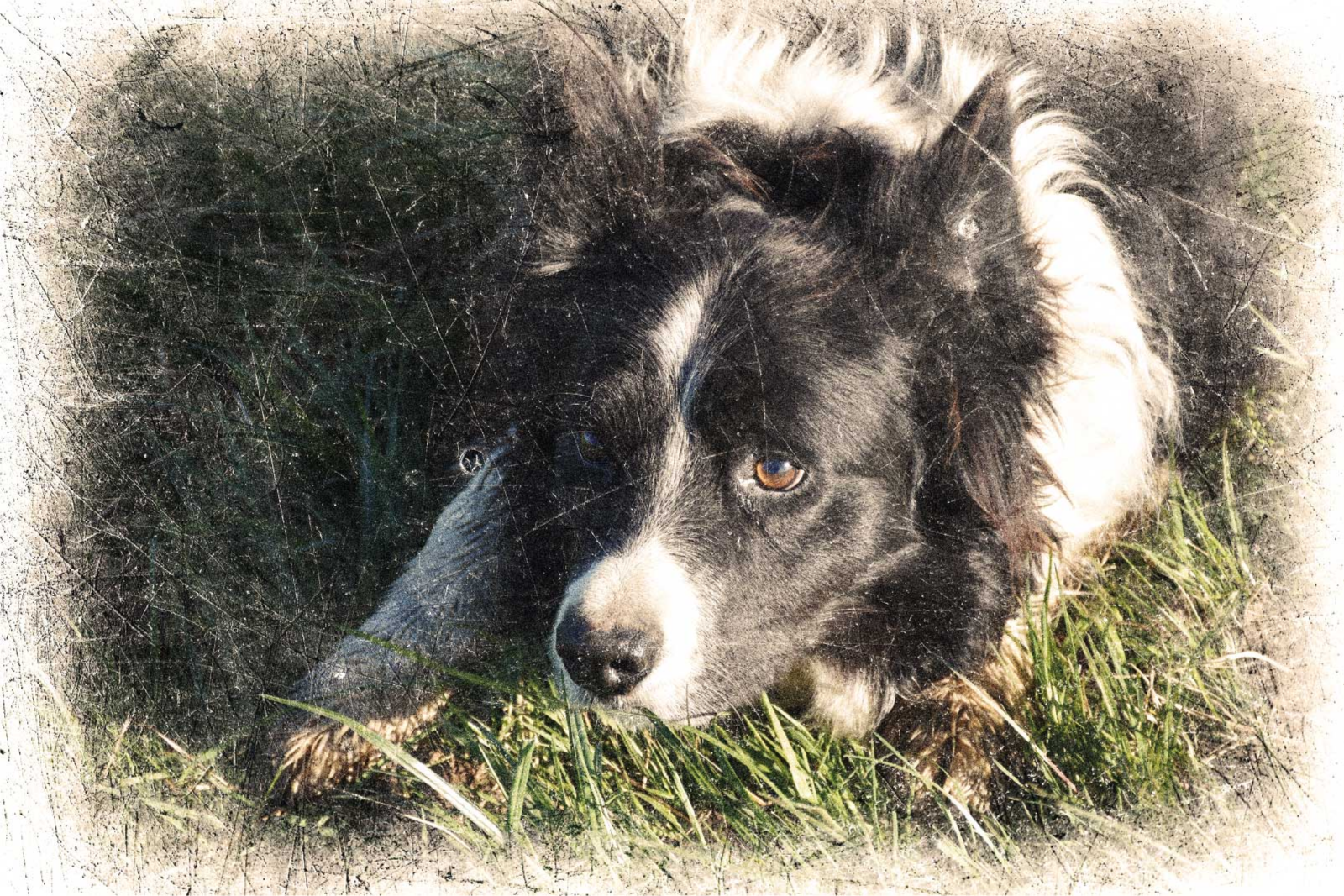 Poster sonstige Tiere benutzerdefinierter vintage-effekt - TenStickers