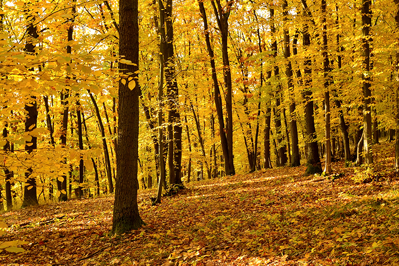 realistisches Fotoposter wald im herbst - TenStickers