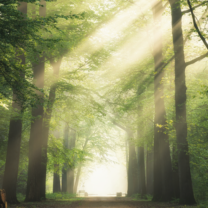 Poster wohnzimmer grüner wald mit sonne - TenStickers