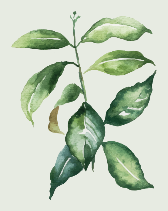 Poster blumen und pflanzen mit limettenpalme - TenStickers