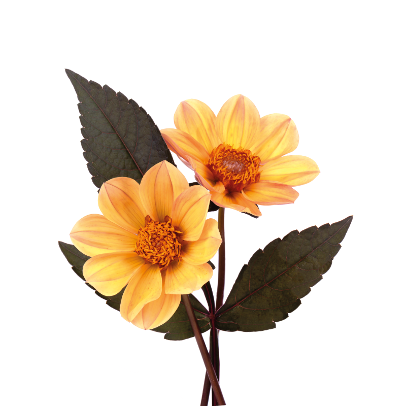 Poster blumen und pflanzen zwei blumen - TenStickers