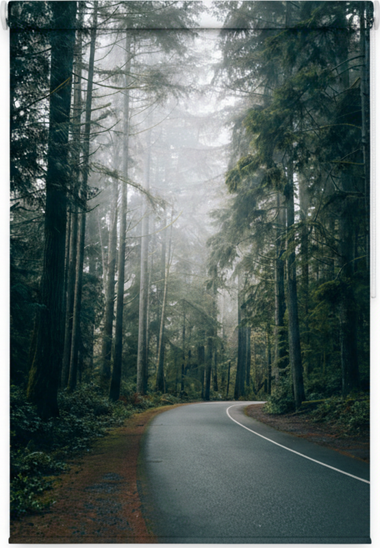 Poster baum nebeliger kieferweg - TenStickers