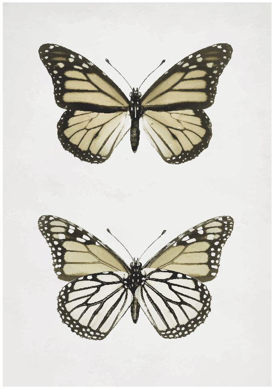 Poster Vintage Schmetterling - TenStickers