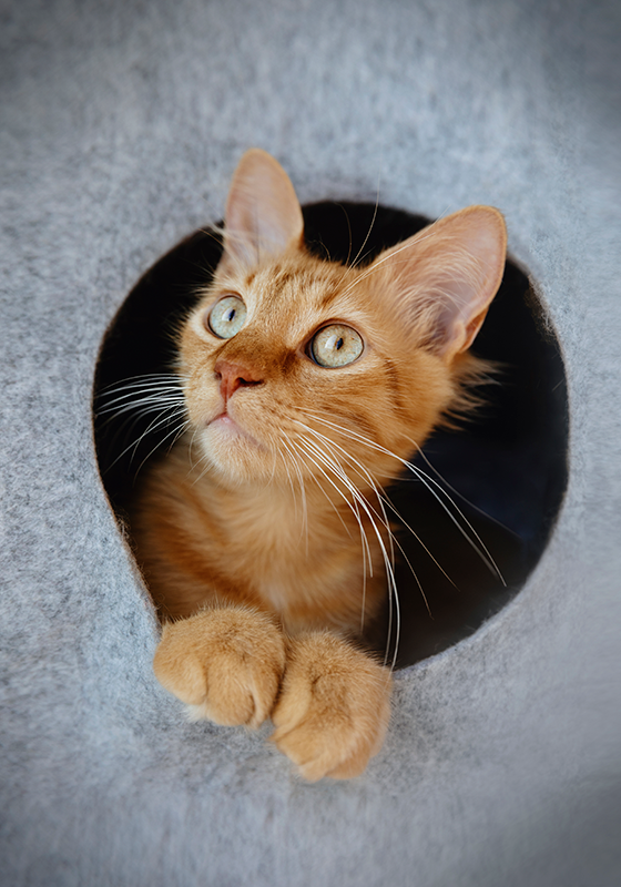 Poster Neugierige orange Katze - TenStickers