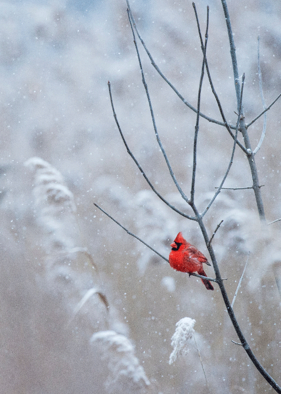 Poster Roter Vogel Weihnachten - TenStickers