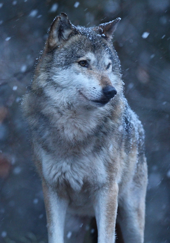 Poster Wolf im Schnee Design - TenStickers