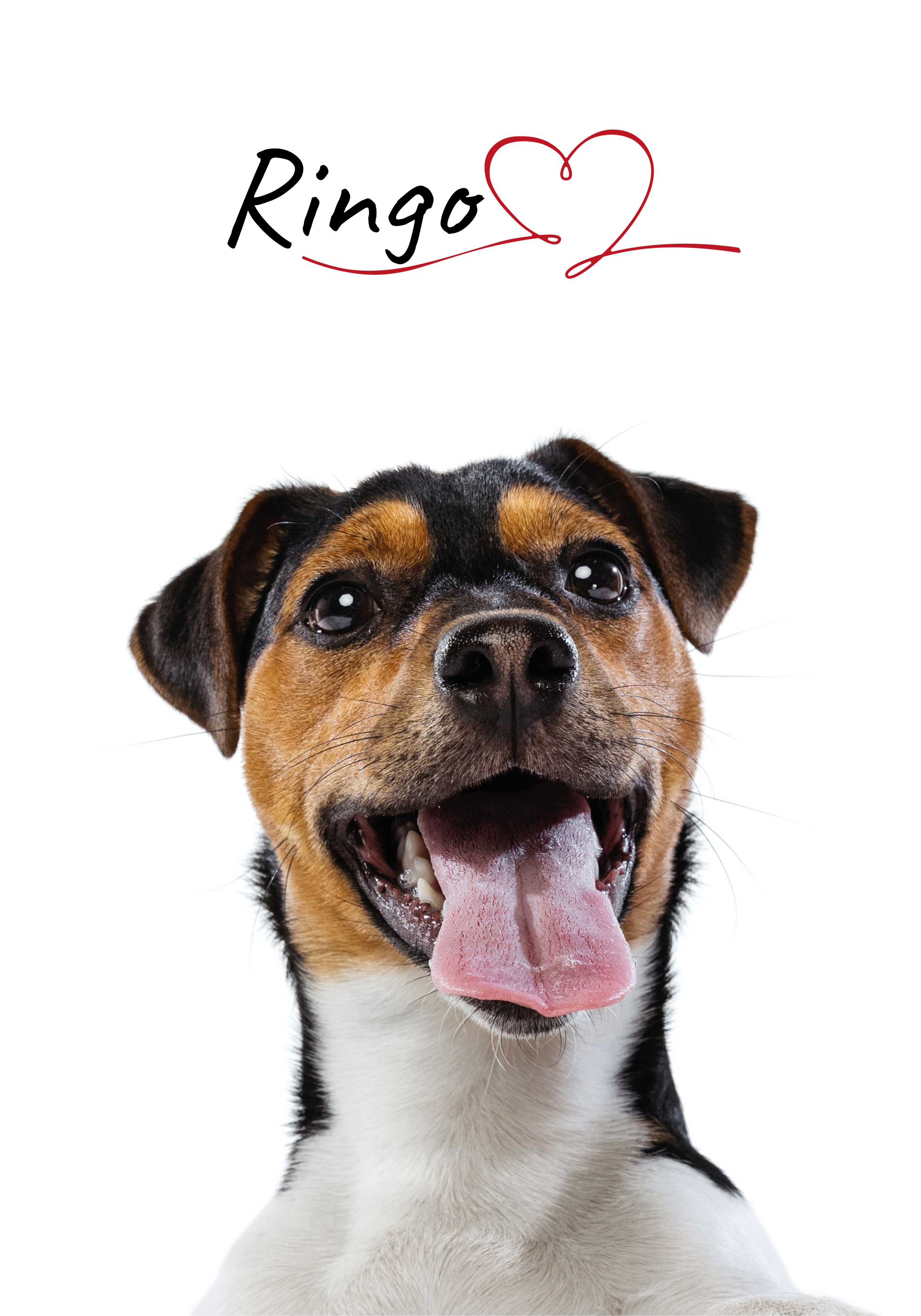 Hunde-Poster hundeliebe Design - TenStickers