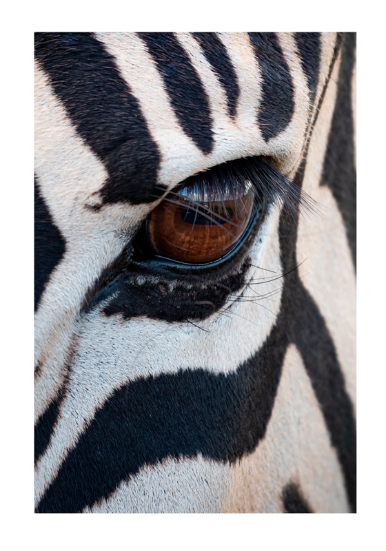 Poster Tiere Auge des Zebras - TenStickers