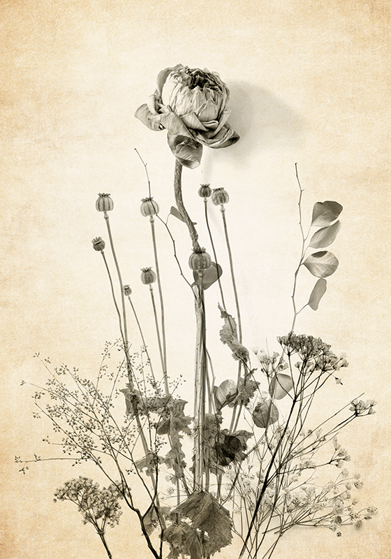 Blumenposter blumen auf beigem hintergrund - TenStickers