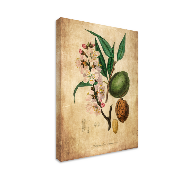 Leinwandbild botanische illustration - TenStickers