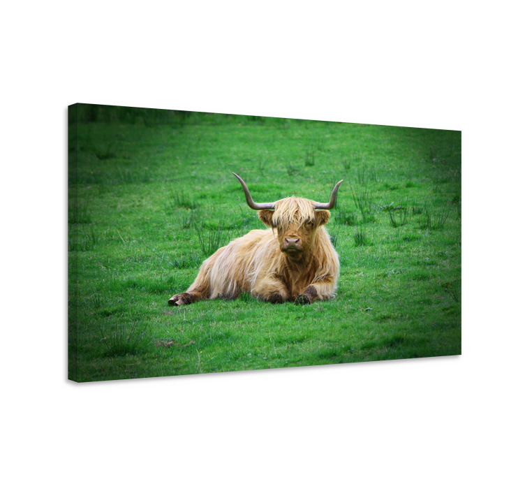 Wandbild tier highland cow ruhend - TenStickers