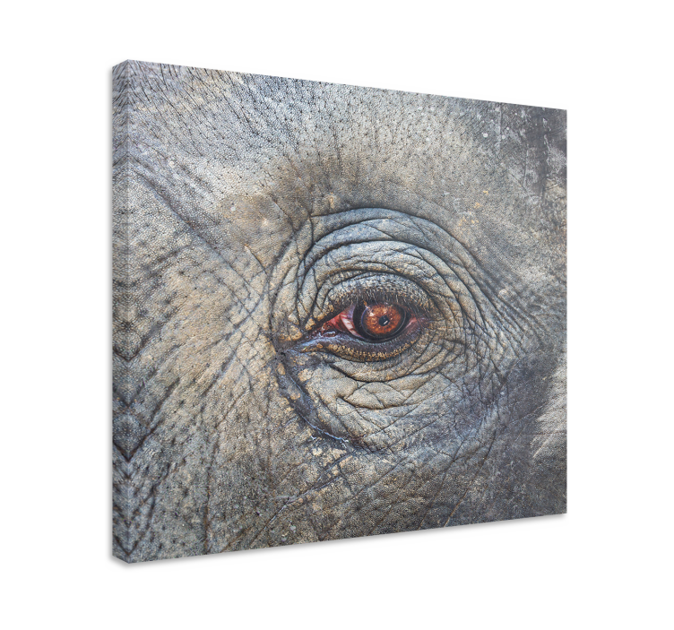 Wandbild elefant mit detail im elefantenauge - TenStickers