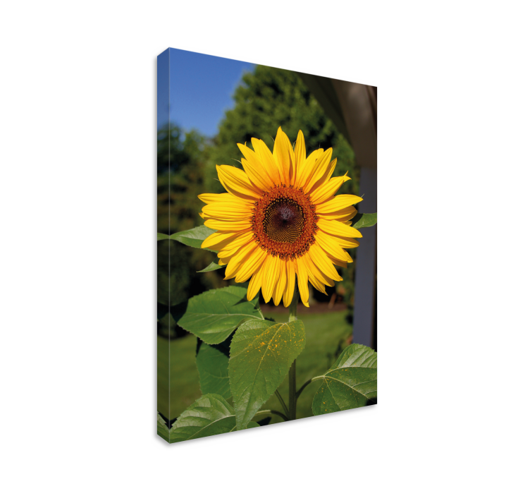 Leinwandbild sonnenblumenblüte im sonnenlicht - TenStickers