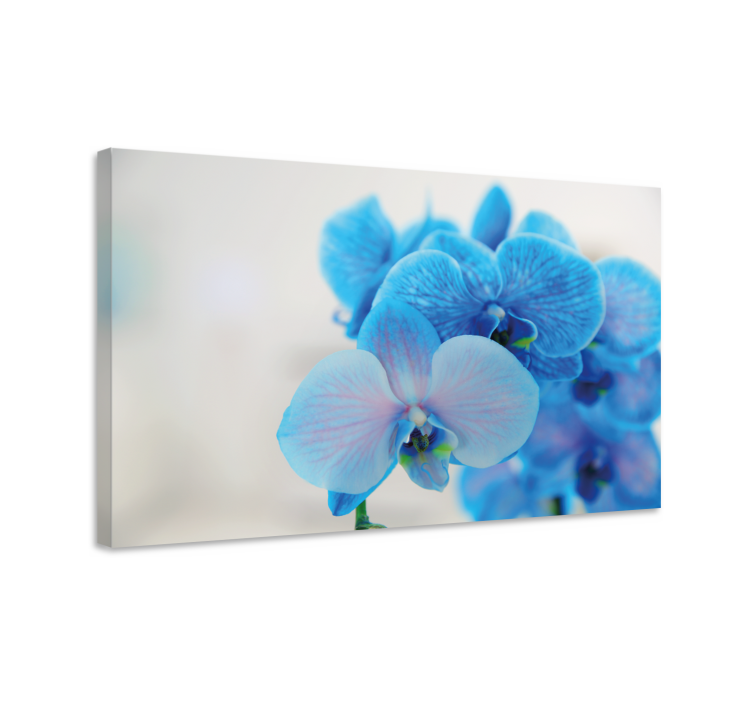 Leinwandbild blaue orchideenblüten - TenStickers