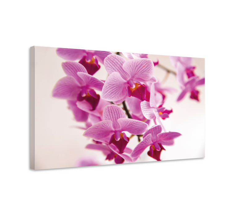 Leinwandbild zarte orchideenblüten - TenStickers
