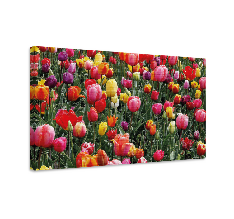 Leinwandbild bunte tulpenblüten - TenStickers