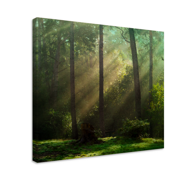 Wandbild baum strahlende waldlandschaft - TenStickers