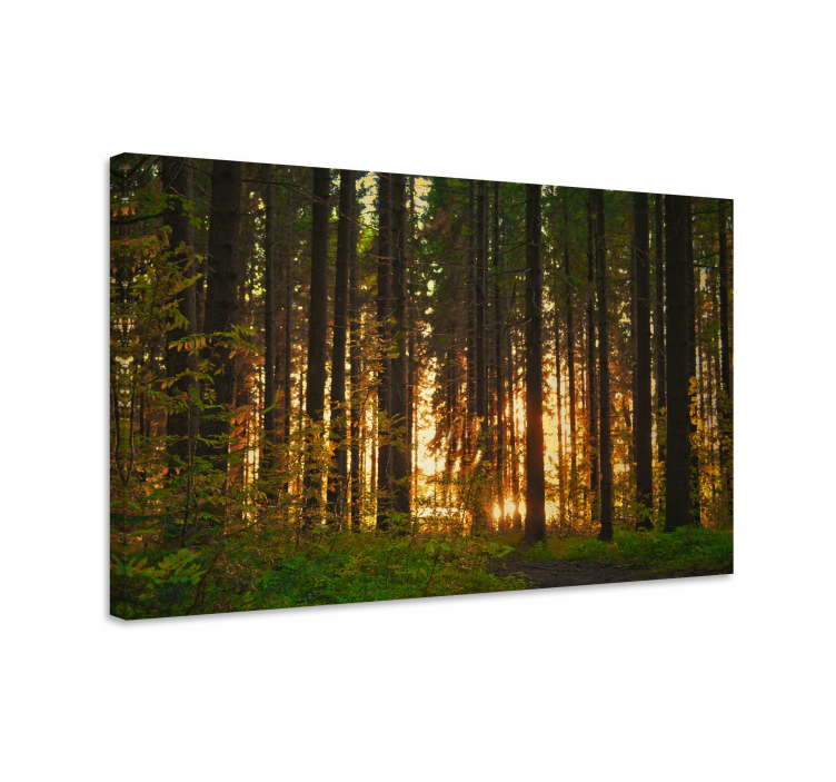 Wandbilder landschaft beleuchteter wald - TenStickers