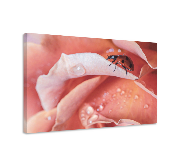 Leinwandbild marienkäfer auf rose - TenStickers