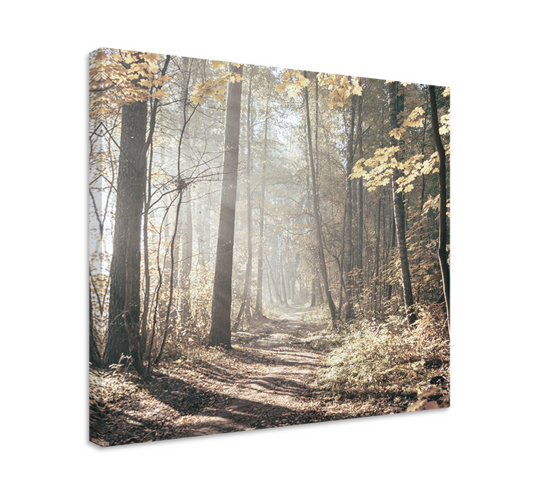Wandbild Baum "natur" sonnenlicht im wald - TenStickers