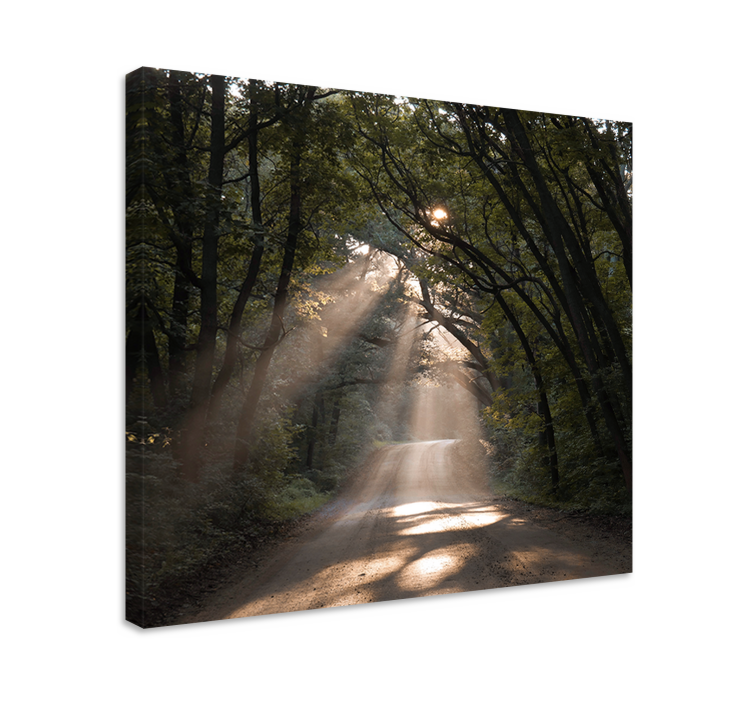 Wandbilder landschaft sonniger waldweg - TenStickers