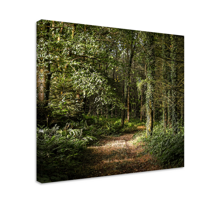 Wandbilder landschaft waldweg aussicht - TenStickers