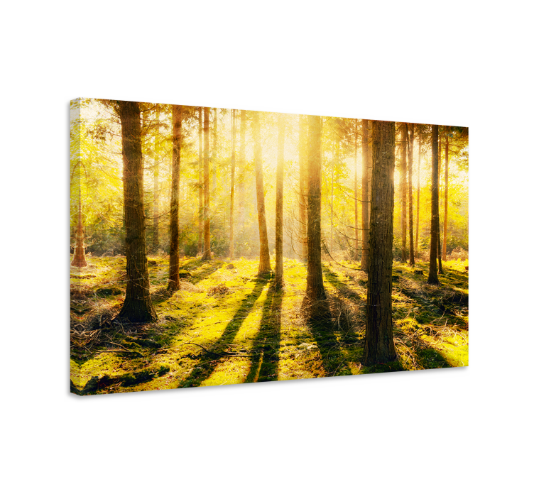 Wandbilder landschaft sonniger waldblick - TenStickers