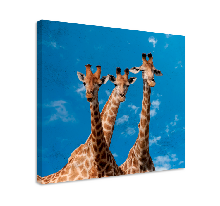 Wandbild Tier giraffentrio-porträt - TenStickers