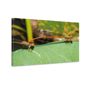 Leinwandbild libelle paar von libellen - TenStickers