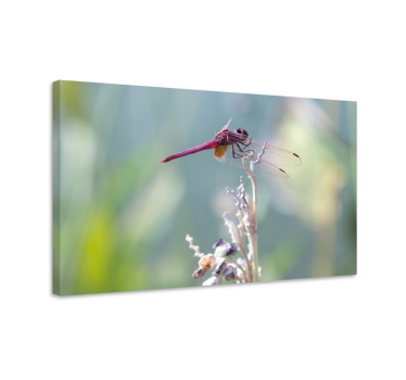 Leinwandbild libelle elegante libelle auf ast - TenStickers