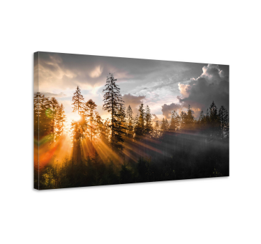 Leinwandbild Landschaft Wald mit nebel und sonne - TenStickers