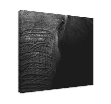 Wandbild elefant majestätisches elefantenporträt - TenStickers