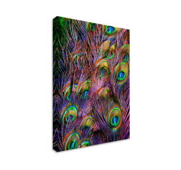 Wandbild Vogel Pfauenfeder - TenStickers