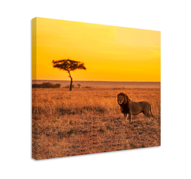 Leinwandbild Tiere Wilder savannenbaum am abend - TenStickers