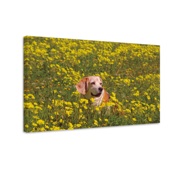 Wandbilder hunde glücklicher hund im freien - TenStickers
