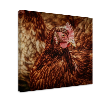 Wandbild Vogel Ernstes braunes huhn - TenStickers
