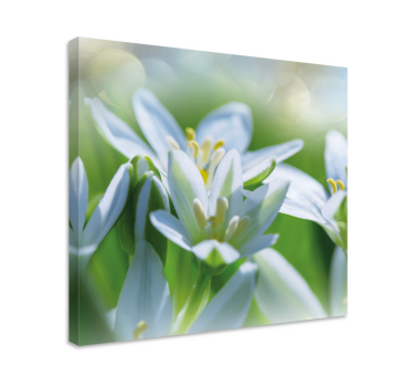Wandbild Blume Wiese mit herrlichen schneeglöckchen - TenStickers