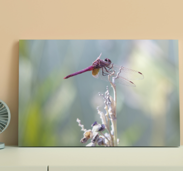 Leinwandbild libelle elegante libelle auf ast - TenStickers