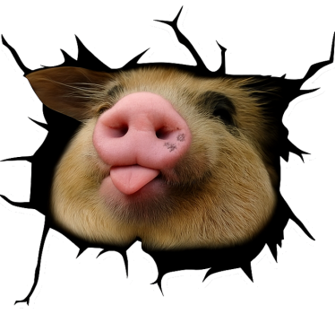 Autoaufkleber lustiges 3d schwein - TenStickers
