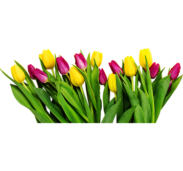 Fensteraufkleber Tulpenstrauß - TenStickers