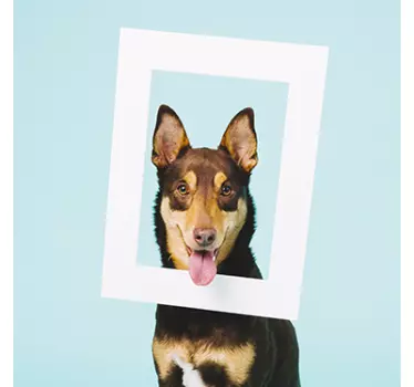 Lustiger Mülltonnenaufkleber Hund - TenStickers
