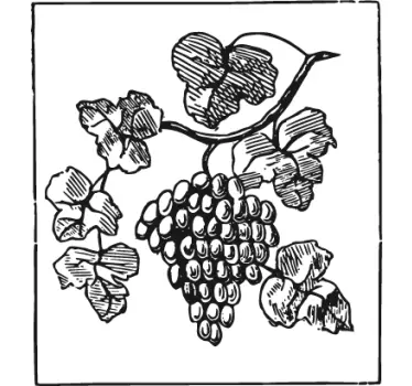 Wandtattoo Weintrauben Staude - TenStickers