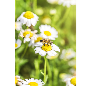 Folie Kühlschrank bienenbestäubungsszene - TenStickers