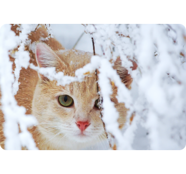 Katze im Schnee Laptop Aufkleber - TenStickers
