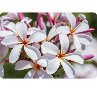 Laptop-Folie – rosa und weiße Blumen - TenStickers