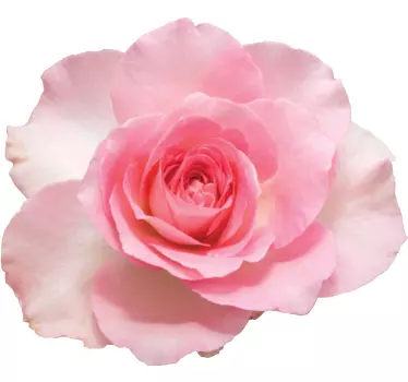 Wandtattoo Schlafzimmer realistische Rose isoliert - TenStickers