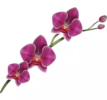 Orchidee Wandtattoo - TenStickers