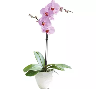 Wandsticker Orchidee - TenStickers