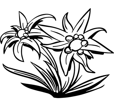 Edelweiß Blume Wandtattoo Wohnzimmer - TenStickers