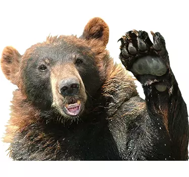 Aufkleber Wildes Tier Winkender Bär - TenStickers